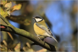 <p>SÝKORA KOŇADRA (Parus major) /Great tit -
Kohlmeise/</p>